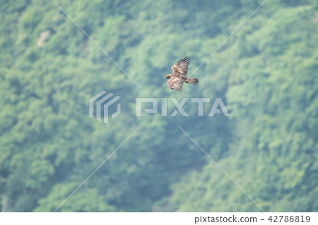 Eagle's eagle 42786819