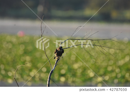 MERLIN FALCON Falcon hayabusa MERLIN FALCON Falcon hayabusa 42787030