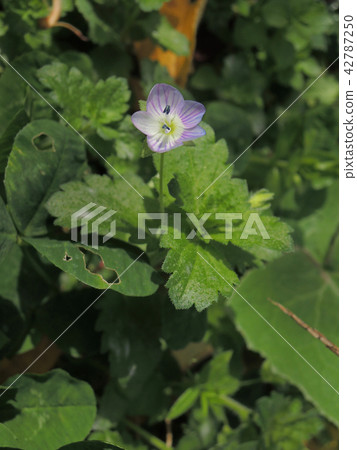 Persian speedwell 42787250
