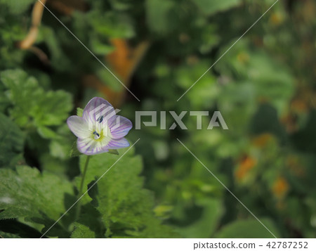 波斯Speedwell 42787252