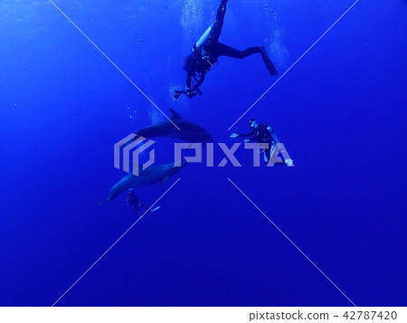 和海豚一起玩 42787420