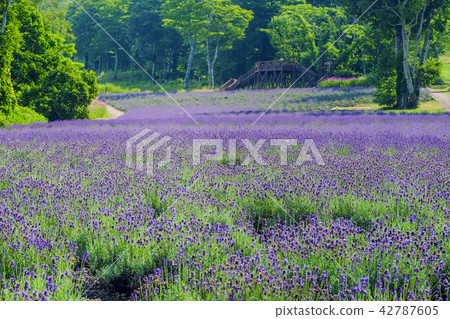 Lavender Park of the plateau 42787605