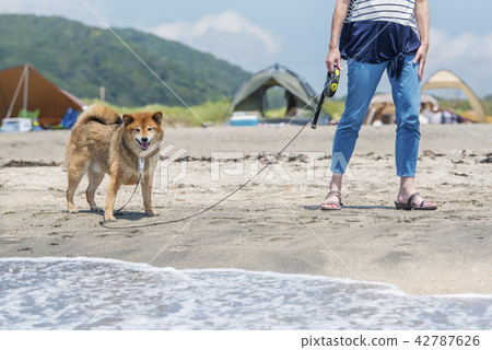 Shiba Inu在海灘和所有者 42787626