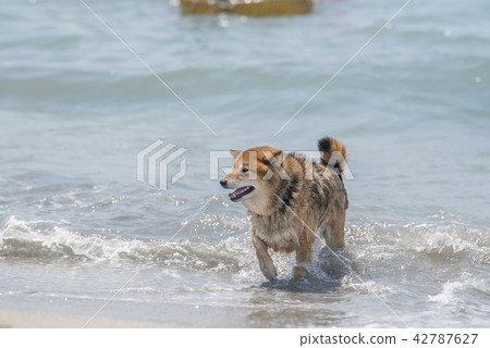 Shiba Inu from the sea Shiba Inu from the sea 42787627