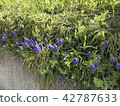 Muscari 42787633