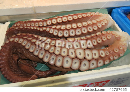 八爪魚·章魚 42787665