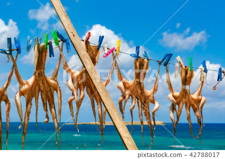 Drying octopus in Chania, Crete, Greece Drying octopus in Chania, Crete, Greece 42788017