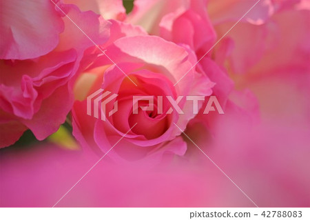 Beautiful pink rose flower 42788083