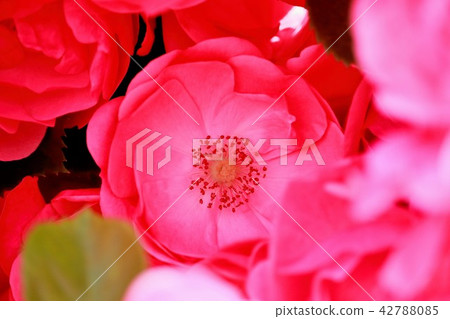 Beautiful pink rose flower 42788085