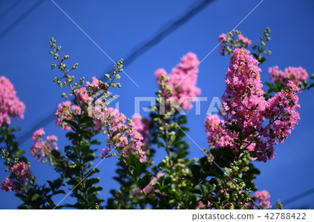 Flower of crape mybs 42788422