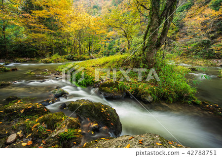Aramata Kyo and autumn leaves 42788751