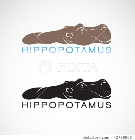 Vector of hippopotamus or hippo. Animal. Vector of hippopotamus or hippo. Animal. 42789008