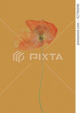 Background, collar, poppy 42790096