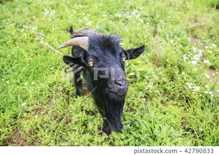 Black Goat 42790833