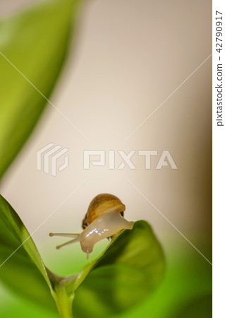snail snail 42790917
