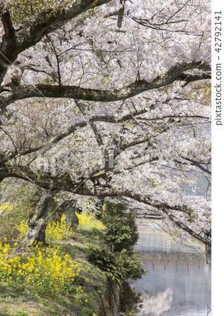 Cherry Blossoms Cherry Blossoms 42792141