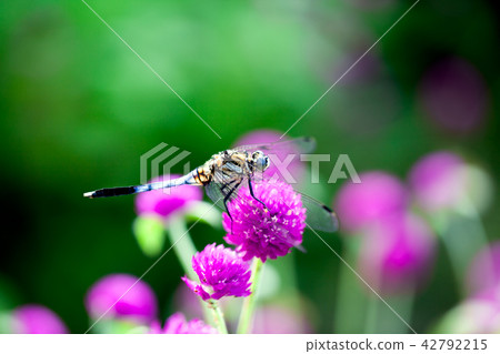 Shiokaratomotebo, dragonfly, Senjukuro thousand astragalus Sennichiko 42792215