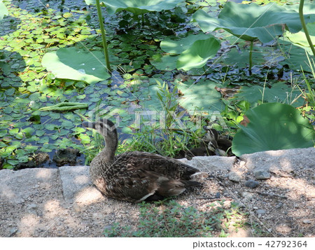 kalgamo的父母和孩子 42792364