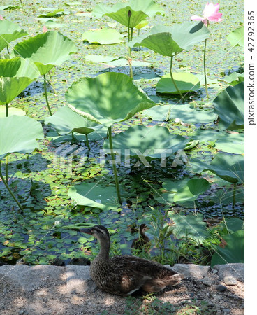 kalgamo的父母和孩子 42792365