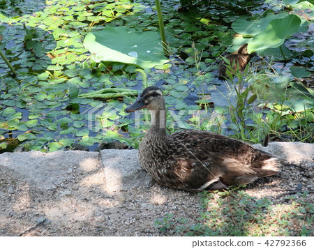 kalgamo的父母和孩子 42792366