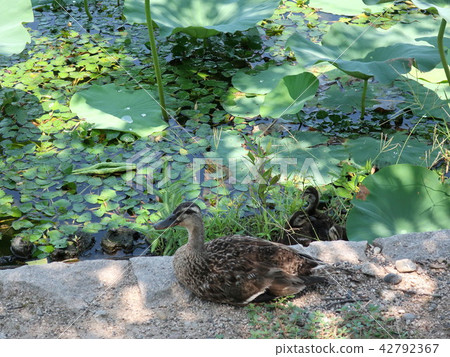 Parent and child of kalgamo 42792367