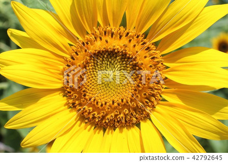 Summer sunflower 42792645