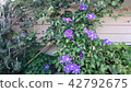 紫色的花園♪ 42792675