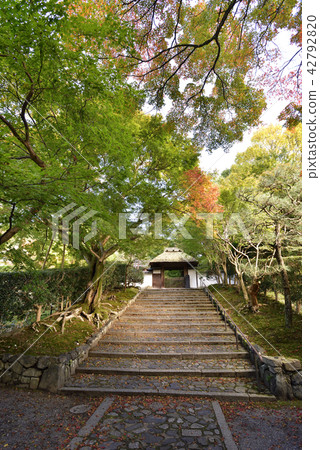 Yasuda Temple Autumn leaves 42792820