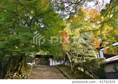 Yasuda Temple Autumn leaves 42792829