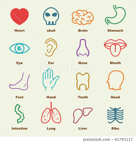 organ elements - Stock Illustration [42793117] - PIXTA