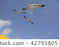 3 seagulls 42793805