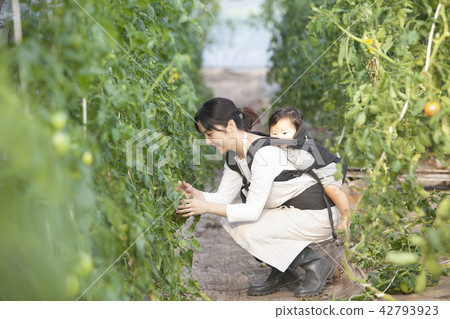 農民的母親 42793923