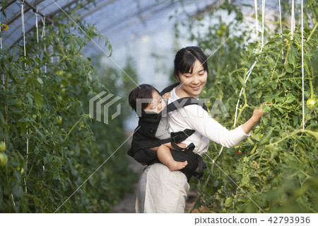 農民的母親 42793936