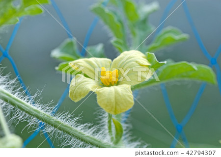 甜瓜花 42794307