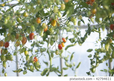 Tomato Tomato 42794611