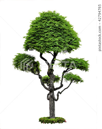 Beautiful green tree on white background, Isolated 42794765