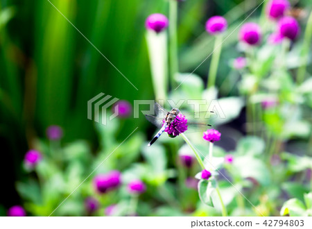 Shiokaratomotebo，蜻蜓，Senjukuro千黃芪Sennichiko 42794803