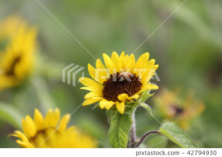 sunflower sunflower 42794930