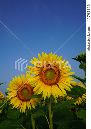 Sunflower 30 42795126