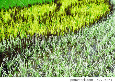 Rice for rice field art Rice for rice field art 42795264