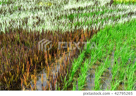 Rice for rice field art Rice for rice field art 42795265