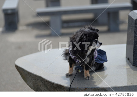奇瓦瓦州在公園的長椅上接受風 奇瓦瓦州在公園的長椅上接受風 42795836