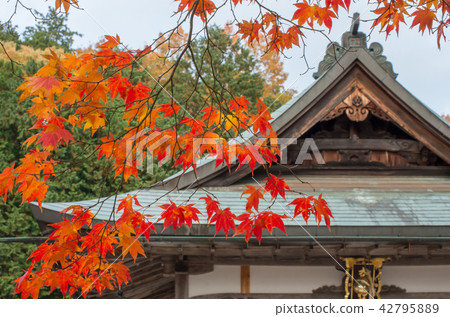The autumn leaves of Daito Shrine Old Shrine Shiga Prefecture Takashima-shi 42795889