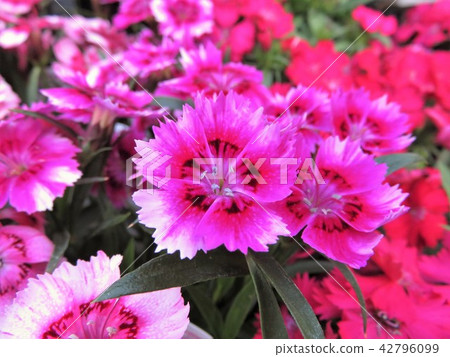 Nadeshiko Toconut Nadeshiko Toconut 42796099