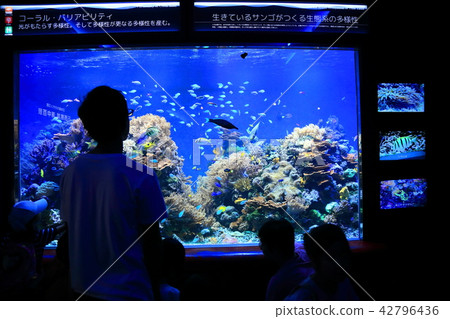 家庭在蘇馬水族館看水族館 照片素材 圖片 圖庫