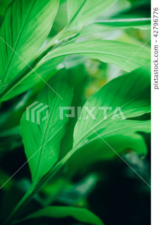 green leaf background. green leaves in the graden 42796776