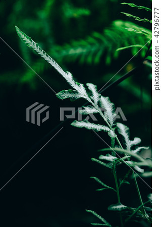 Beautiful fern leaves with selective focus. 42796777