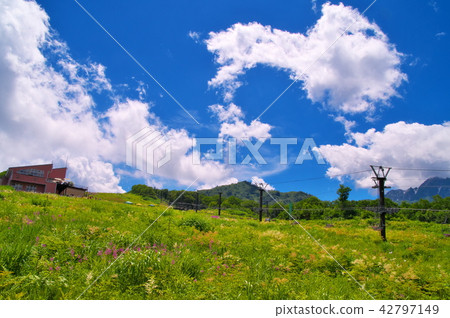 Yanagiran花 42797149