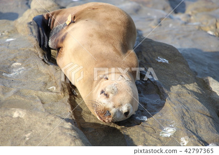 Seal baby Seal baby 42797365