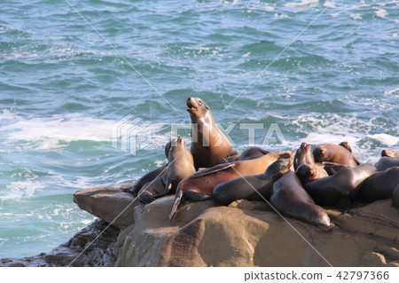 Seal hordes Seal hordes 42797366